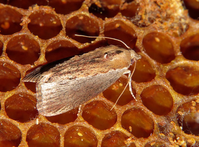 The Greater Wax Moth Galleria Mellonella BioChemTech IPM the-greater-wax-moth-galleria-mellonella-biochemtech-ipm