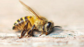 Pesticidele distrug coloniile de albine în RM