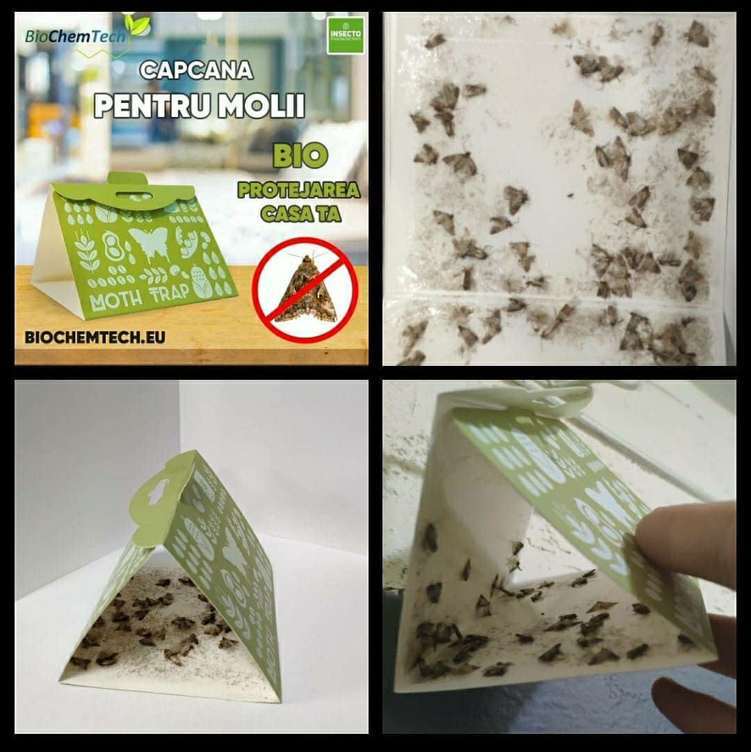 Mediterranean flour moth / Ephestia kuehniella