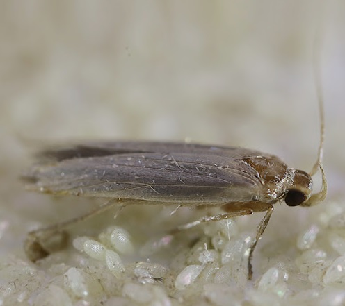 Angoumois grain moth / Sitotroga cerealella