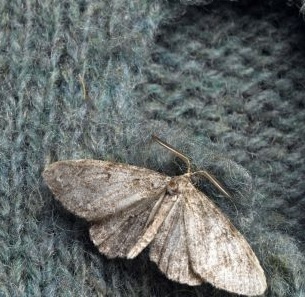 Clothes moth / Tineola bisselliella
