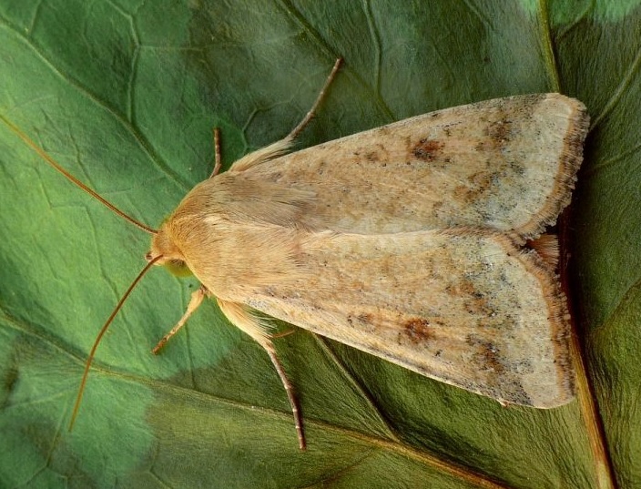 Cotton bollworm  / Helicoverpa armigera