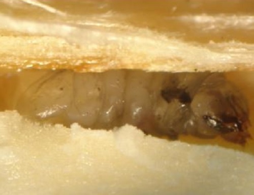 Pistachio twig borer / Kermania pistacchiella