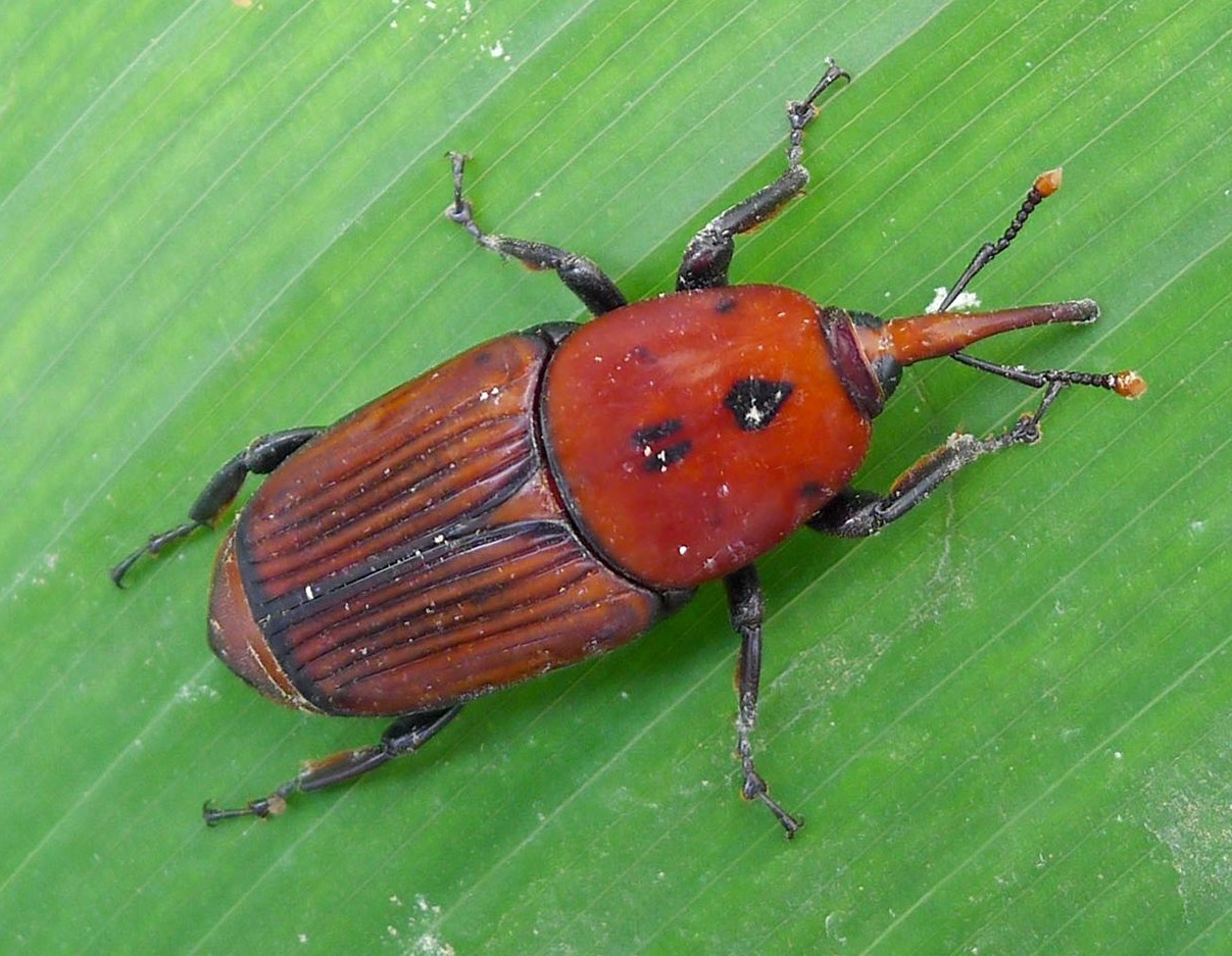 Gărgărița roșie de palmier / Rhynchophorus ferrugineus