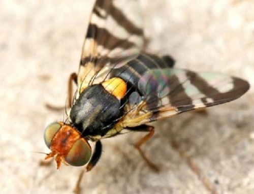 Дынная муха / Myiopardalis pardalina
