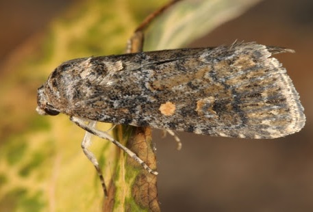 Buha sfeclei / Spodoptera exigua