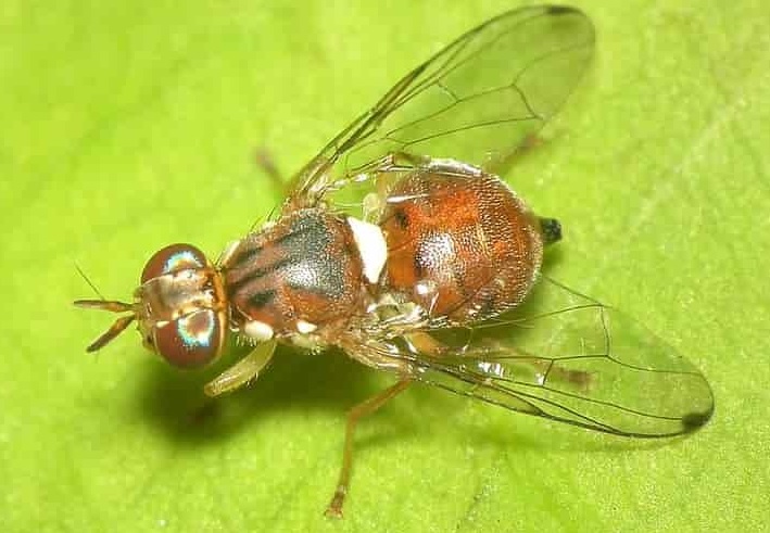 Маслинная муха / Bactrocera oleae