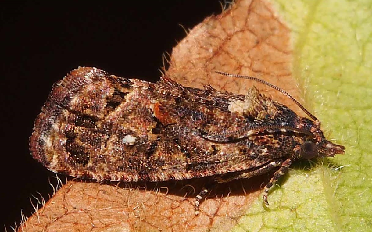 False codling moth / Thaumatotibia leucotreta