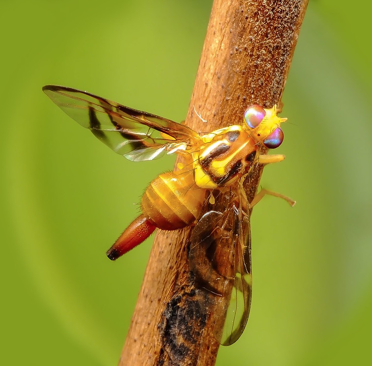 Южноамериканская плодовая муха / Anastrepha fraterculus