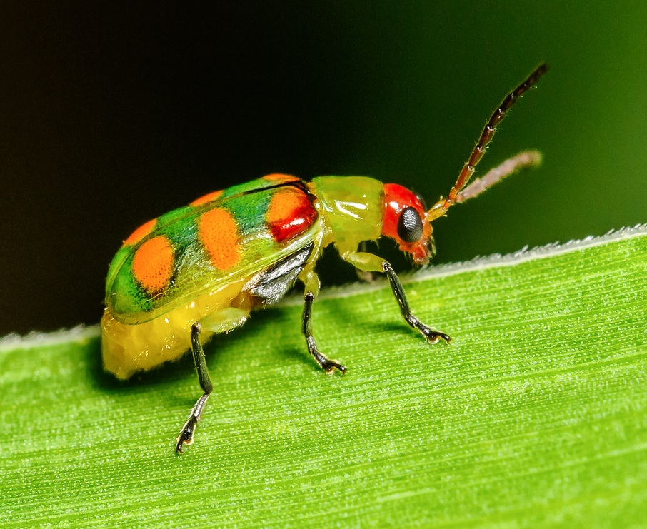 Cucurbit beetle / Diabrotica speciosa