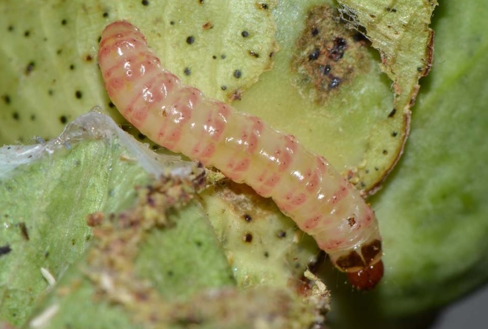 Pink bollworm / Pectinophora gossypiella - BioChemTech