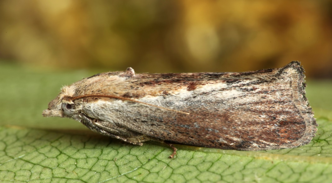 The greater wax moth / Galleria mellonella - BioChemTech IPM